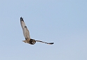 Short-eared owl - S